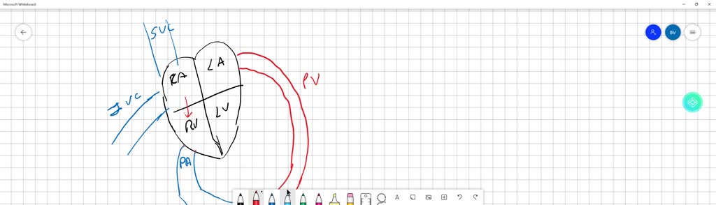 solved-what-is-the-correct-path-through-the-circulatory-system-which