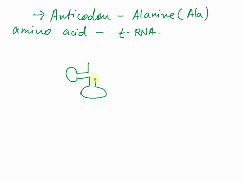 what-is-one-anticodon-sequence-that-could-be-present-on-the-trna-shown-below-carrying-an-alanine-ala-amino-acid-draw-the-sequence-at-the-correct-place-and-label-the-5-and-3-ends-of-your-trna-07568