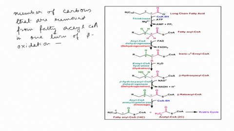 how-many-carbons-are-removed-from-fatty-acyl-coa-in-one-turn-of-b-oxidation-spiral-a-1-b-2-22-b-oxidation-of-fatty-acids-is-promoted-by-which-of-the-followings-a-atp-b-nad-c-fadhz-d-acetyl-c-17157