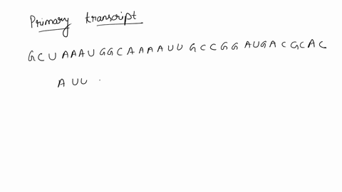 the-following-double-stranded-segment-of-dna-is-part-of-a-protein-coding-gene-the-segments-in-uppercase-letters-actg-represent-the-exons-the-segments-in-lowercase-letters-acgt-represent-intr-48112