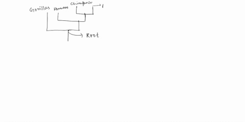 question-reference-phylogenetic-tree-of-vertebrates-the-phylogetic-tree-of-apes-shown-here-supports-the-claim-that-humans-are-most-closely-related-to-3-1-i-gorillas-chimpanzees-and-bonobos-b-30587