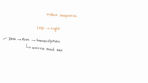 question-3-for-the-following-mrna-sequence-write-the-amino-acid-sequence-that-would-result-from-these-mrna-codons-use-three-letter-codes-for-amino-acids-assume-transcription-and-translation-45222