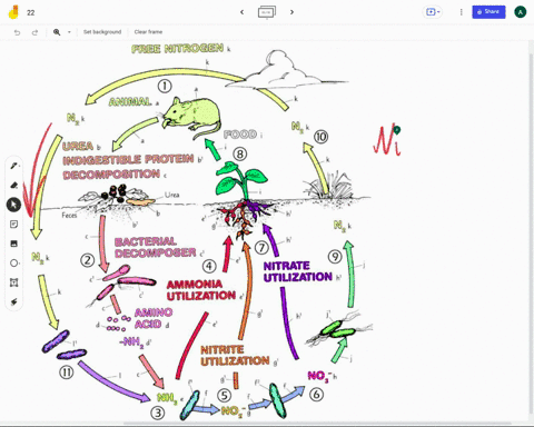 in-natural-systems-nitrogen-is-lost-by-denitrification-predict-which-of-the-following-processes-will-be-most-responsible-for-replacing-lost-nitrogen-in-an-ecosystem-78862