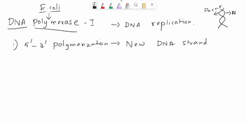 describe-the-three-catalytic-activities-of-e-coli-dna-polymerase-i-what-they-are-and-what-they-are-required-for-71477