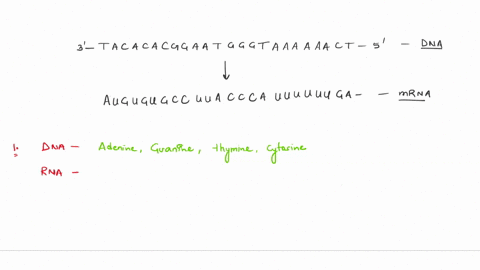 look-at-the-following-dna-segment-read-the-bases-from-left-to-right-determine-the-sequence-for-the-mrna-that-corresponds-to-the-given-dna-structure_-3-marks-3-iacacacggaalg-g-giaaaaaacis-the-07524