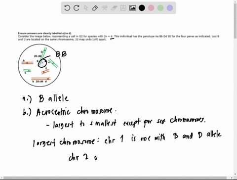 ansurcansuers-clearly-labelled-a-to-d-consider-the-image-below-representing-cell-in-g2-for-species-with-2n-and-are-located-on-the-same-chromosome-20-map-units-cm-apart-this-individua-has-the-76518