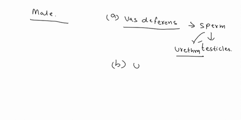 in-male-mammals-excretory-and-reproductive-systems-share-a-the-vas-deferens-b-the-urethra-c-the-semi-21082