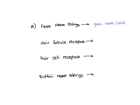 tactile-receptors-include-all-the-following-receptors-except-a-free-nerve-endingsb-hair-follicle-receptorsc-hair-cell-receptorsd-ruffini-nerve-endings-16534
