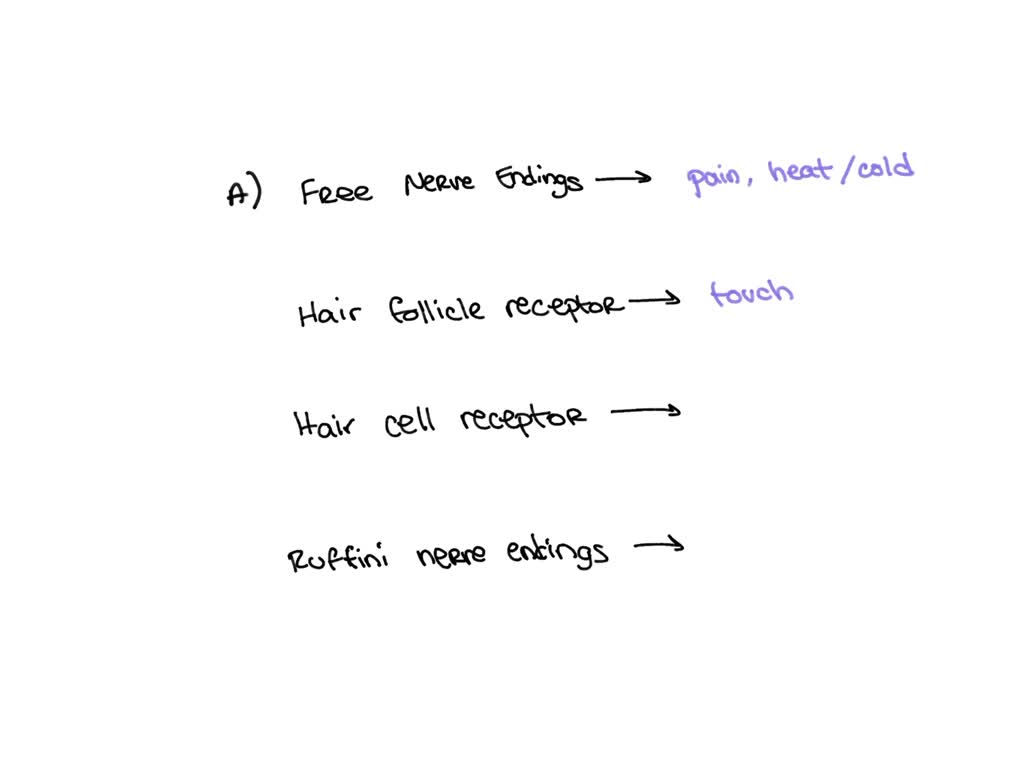 solved-tactile-corpuscle-lamellar-corpuscle-bulbous-corpuscle-hair