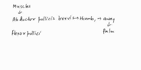 describe-the-muscles-that-move-the-thumb-the-tendonsof-what-muscles-form-the-anatomical-snuffbox-23135