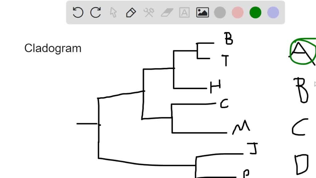 SOLVED: Please help me, I need help!!! COOPTETTOCCO Baleen whale