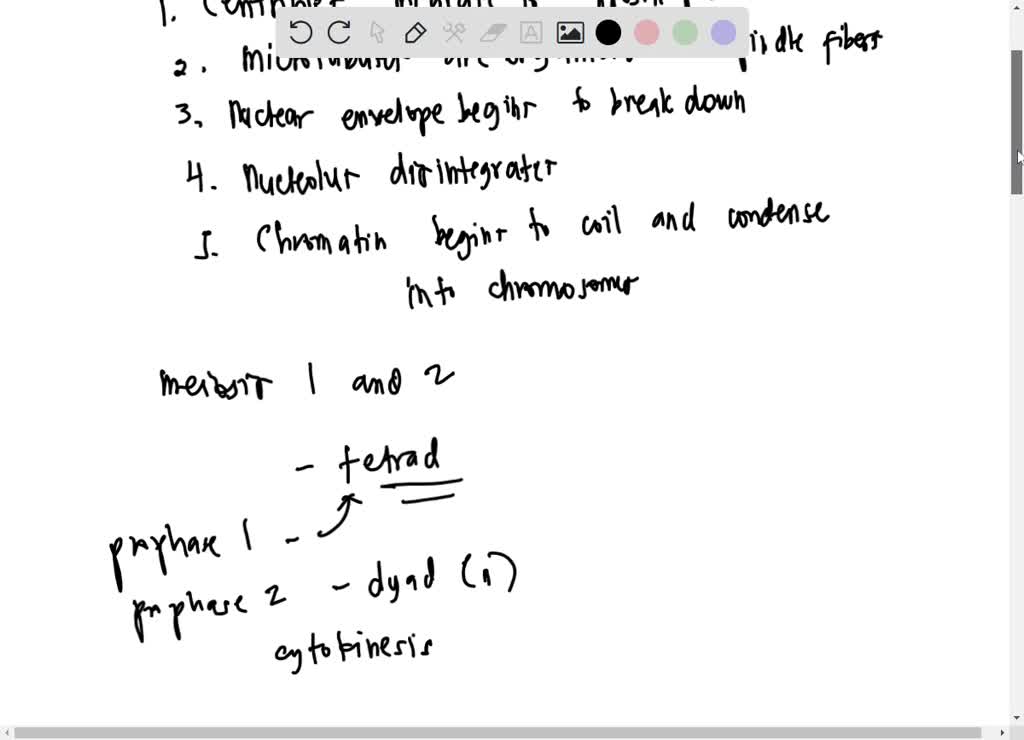 SOLVED: How do the similarities in prophase of mitosis and meiosis ...