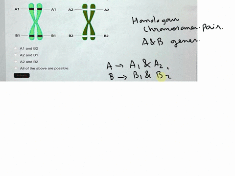 q69the-image-below-shows-a-homologous-chromosome-pair-with-two-genesa-and-beach-of-the-two-genes-has-two-alleles-a1-and-a2b1-and-b2for-this-homologous-pair-of-chromosomesafter-completion-of-53139