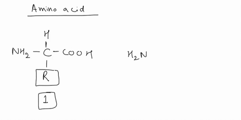 draw-the-basic-molecular-structure-of-an-amino-acid-and-show-how-a-peptide-bond-forms-20239
