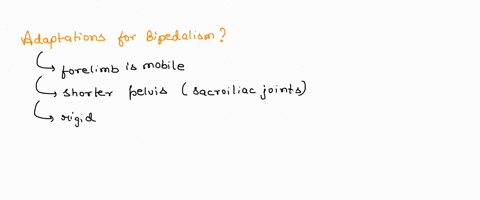 which-of-the-following-are-adaptations-for-bipedalism-select-all-that-apply-1-forelimb-mobility-2-short-pelvis-with-flaring-illium-3-lumbar-kyphosis-4-foot-arch-5-lumbar-lordosis-28553
