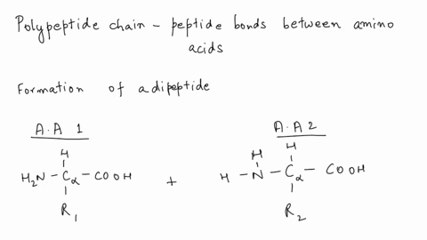 fill-in-the-blanks-amino-acid-1-amino-acid-2-r-rz-n-terminus-c-terminus-bond-r-r-water-reaction_-this-is-a-protein-fommsvhen-amino-acids-atiach-t0-eech-other-by-forminga-coilenior-ionic-bond-69472