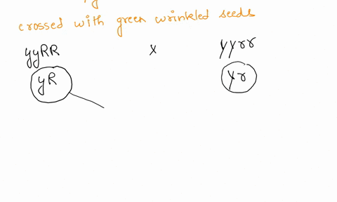 partial-question-7-162pts-mendel-crossed-true-breeding-pea-plants-having-green-round-seeds-with-true-breeding-pea-plants-having-yellow-wrinkled-seeds-all-f1-plants-have-seeds-that-were-yello-21606