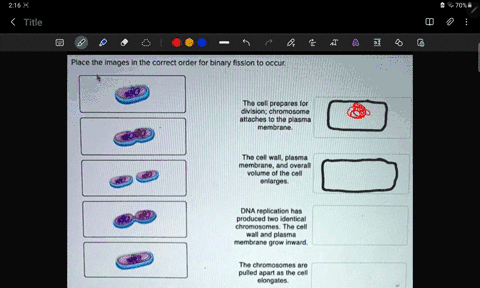 place-the-images-in-the-correct-order-for-binary-fission-to-occur-the-cell-prepare-for-division-chromosome-attaches-to-tha-plasma-membrane-the-cell-wall-plasma-membrane-and-overall-volume-of-26277