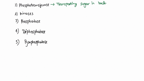 enzymes-that-catalyze-the-removal-of-phosphate-groups-from-phosphorylated-proteins-are-called-phosphotransferase-kinases-phosphatases-dephosphatases-pyrophosphatases-19732