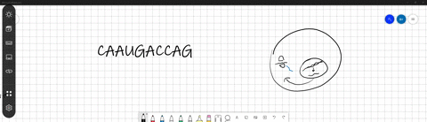 in-the-rna-sequence-caaugaccag-what-will-be-the-first-amino-acid-incorporated-into-the-new-protein-a-valine-b-glycine-c-methionine-d-alanine-e-glutamine-11826