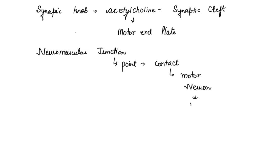 SOLVED: The synaptic knob releases acetylcholine into the synaptic ...