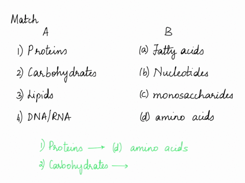 question-1-match-the-following-macromolecules-with-their-monomers-proteins-a-fatty-acids-carbohydrates-lipids-b-nucleotides-c-monosaccharides-damino-acids-dnaj-rna-qiifstion-81115