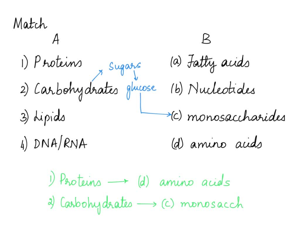 SOLVED: Match The Following Macromolecules With Their Monomers: A ...