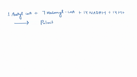 what-are-the-energy-requirements-for-the-synthesis-of-one-molecule-of-palmitate-from-eight-molecules-of-acetyl-coa-in-the-mitochondria-16-nadph-15-atp-16-nadph-8-atp-16-nadph-7-atp-14-nadph-85157