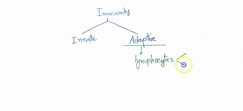 question-3-3-pts-which-of-the-following-is-part-ofthe-adaptive-immune-response-t-cells-complement-proteins-antibodies-lactoferrin-an-iron-binding-protein-b-cells-antigen-presenting-cells-suc-16044