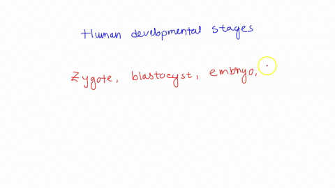 which-of-the-following-puts-human-developmental-stages-in-the-correct-order-a-zygote-blastocyst-embr-14606