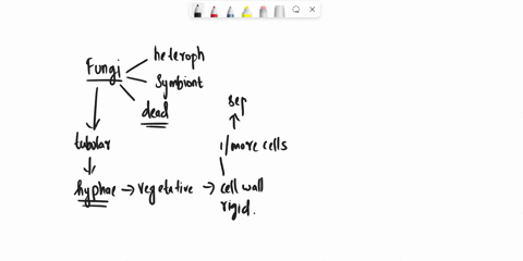 explain-the-relationship-between-hyphae-and-mycelium-17919