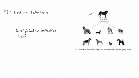 modern-dogs-re-direct-descendant-of-the-gray-wolf-they-first-appeared-about-130000-years-ag0-today-there-are-about-150-different-breeds-of-domestic-dog-few-of-which-re-shown-below-gra-woll-a-37756