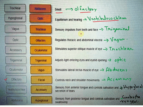 match-the-cranial-nerves-with-their-associated-functions-by-clicking-and-dragging-the-nerve-next-to-its-correct-function-trochlear-abducens-smell-hypoglossal-optic-equilibrium-and-hearing-va-56984
