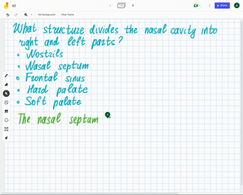 what-structure-divides-the-nasal-cavity-into-right-and-left-parts-nostrils-nasal-septum-frontal-sinus-hard-palate-sof-patate
