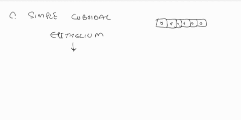 identify-the-type-of-epithelium-seen-in-the-picture-below-simple-squamous-epithelium-simple-columnar-epithelium-simple-cuboidal-epithelium-pseudostratified-columnar-epithelium-34755