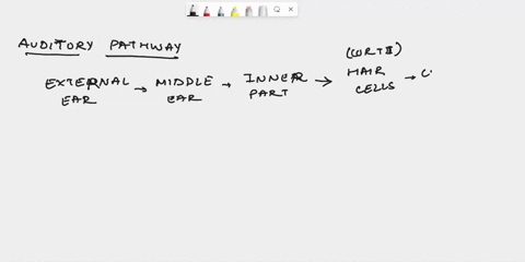 write-out-the-path-of-sound-through-your-auditory-organs-and-brain-only-include-structures-editviewinsert-format-tools-table-12pt-vparagraph-v-b-i-a-vvt2v-47003