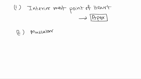 the-inferior-point-of-the-heart-is-called-the-base-b-apex_-inferior-border-d-right-border-e-left-e-border-the-muscle-layer-of-the-heart-is-the-a-epicardium-b-myocardium-c-endocardium_-d-visc-41107