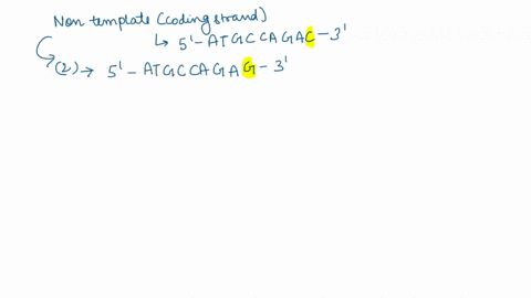 question-10-1-point-if-the-following-fragment-of-a-non-template-coding-dna-strand-5-atgccagac-was-mutated-to-produce-5-atgccagag-3-it-would-result-in-which-of-the-following-a-mis-sense-mutat-96846