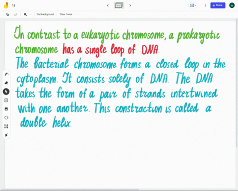 in-contrast-to-a-eukaryotic-chromosome-a-prokaryotic-chromosome-a-is-shorter-and-fatter-b-has-a-si-2-82653