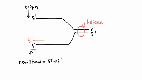 the-y-shaped-figure-below-represents-portions-of-the-two-template-strands-at-replication-fork-nole-that-the-end-of-one-strand-is-specified-_-indicate-the-following-on-the-diagram_-where-woul-61993