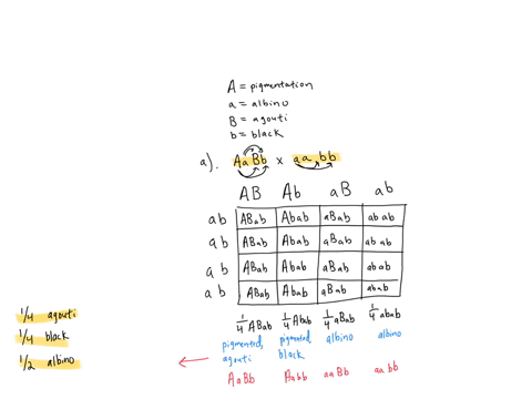 in-the-mouse-gene-a-allows-pigmentation-to-be-deposited-in-the-individual-coat-hairs-its-allele-a-pr-92576