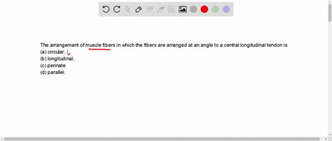 the-arrangement-of-muscle-fibers-in-which-the-fibers-are-arranged-at-an-angle-to-a-central-longitudi-73602