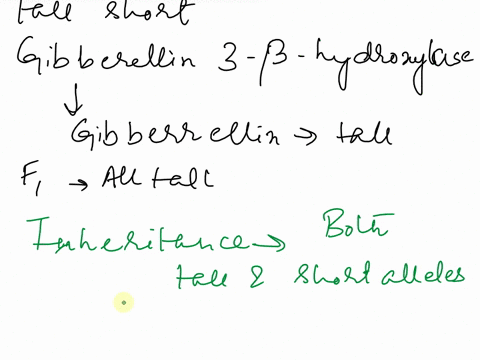 one-of-the-characters-that-mendel-studied-was-pea-plants-with-either-tall-or-short-stems-the-gene-that-controlled-this-trait-had-been-discovered-and-it-specifies-an-enzyme-called-gibberellin-30392
