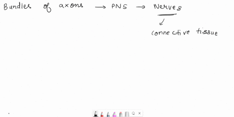bundles-of-axons-in-the-peripheral-nervous-systems-are-oganglia-onerves-otracts-37667