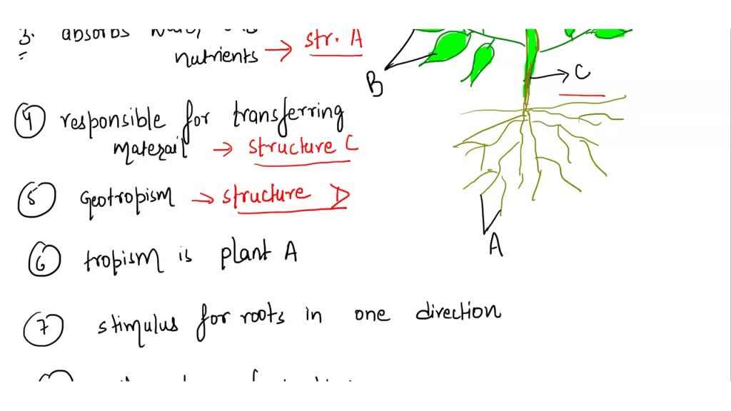 SOLVED What structure shown in this image produces sugar? What