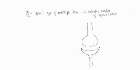 which-type-of-cartilage-covers-the-articular-surfaces-of-synovial-joints-01644