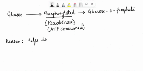 33-once-inside-a-cell-glucose-is-rapidly-phosphorylated-to-glucose-6-phosphate-what-is-the-main-purpose-of-this-phosphorylation-write-its-chemical-reaction-a-to-keep-glucose-inside-the-cell-24113