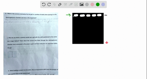 what-is-the-correct-orientation-for-the-gel-ie-position-of-wells-when-placing-it-in-the-electrophoresis-chamber-and-why-is-this-important-dow-nn-plac-n-ti-elcuopiicfif-c-lumbcv-1f-wiikzy-fa-82361