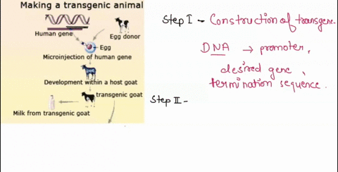 2-making-a-transgenic-animal-human-gene-egg-donor-egg-microinjection-f-human-gene-development-within-a-host-goat-transgenic-goat-milk-from-transgenic-goat-28921