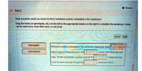 review-part-wnat-properties-would-you-expect-to-find-membrane-proteins-embedded-in-this-membrane-drag-the-terms-or-genotypes-etc-on-the-left-to-the-appropriate-blanks-on-the-right-t0-complet-76693